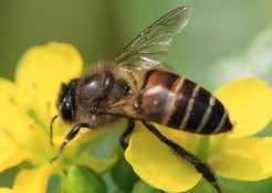蜜蜂的初步認識
