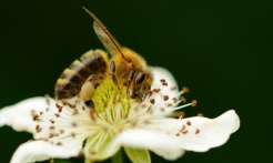 我國蜜蜂授粉與防控推廣已超 1000萬畝